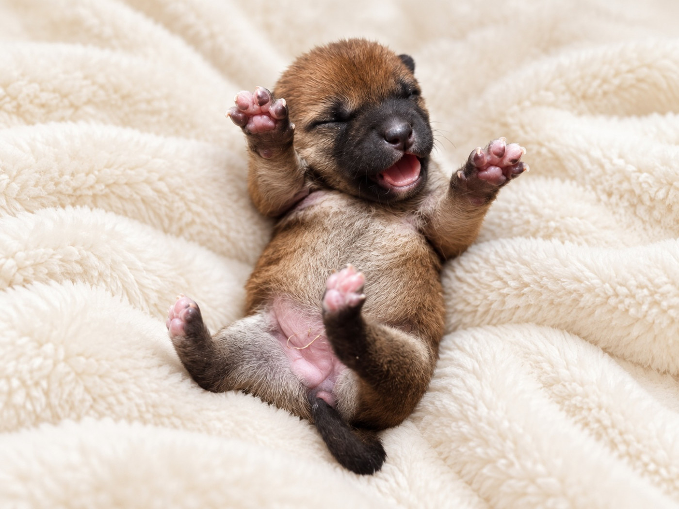 des sylphes enchantées - Chiots disponibles - Shiba