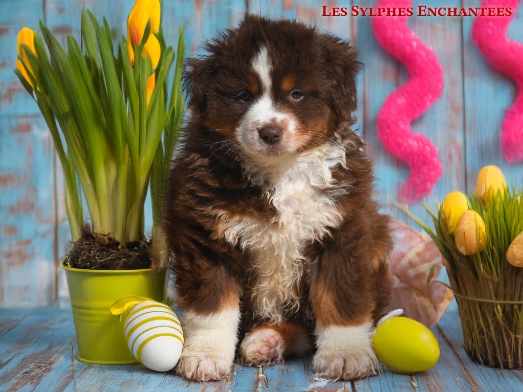 des sylphes enchantées - Chiots disponibles - Berger Américain Miniature 
