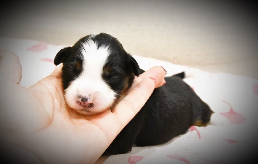 des sylphes enchantées - Chiots disponibles - Berger Américain Miniature 
