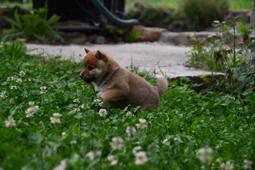 des sylphes enchantées - Chiots disponibles - Shiba