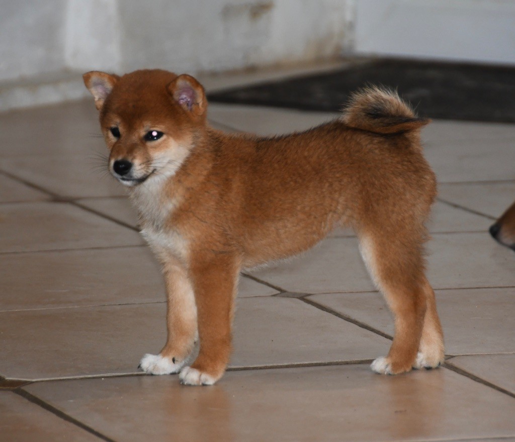des sylphes enchantées - Chiots disponibles - Shiba