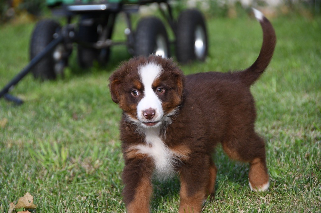 des sylphes enchantées - Chiots disponibles - Berger Américain Miniature 