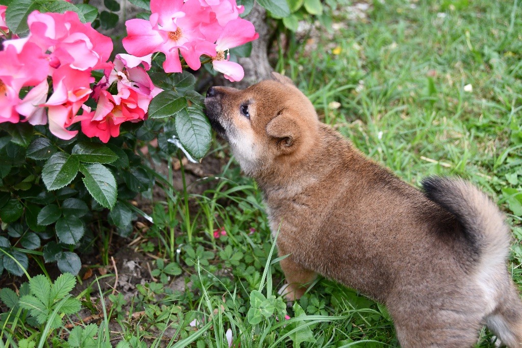des sylphes enchantées - Chiots disponibles - Shiba