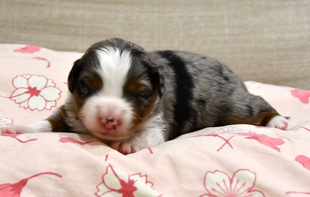 des sylphes enchantées - Chiots disponibles - Berger Américain Miniature 