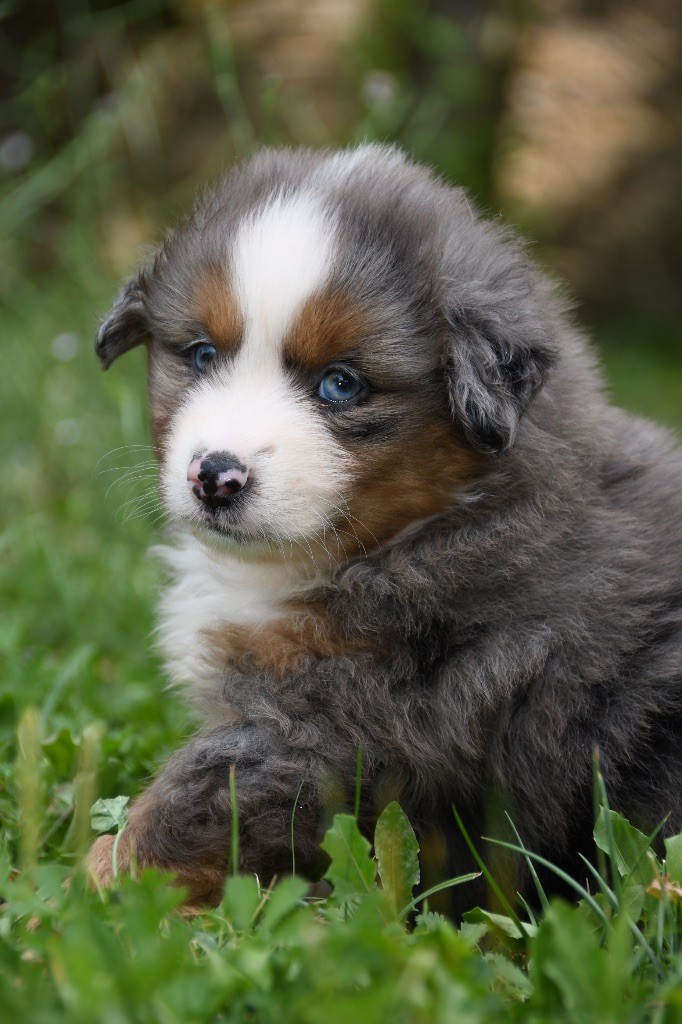 des sylphes enchantées - Chiots disponibles - Berger Américain Miniature 
