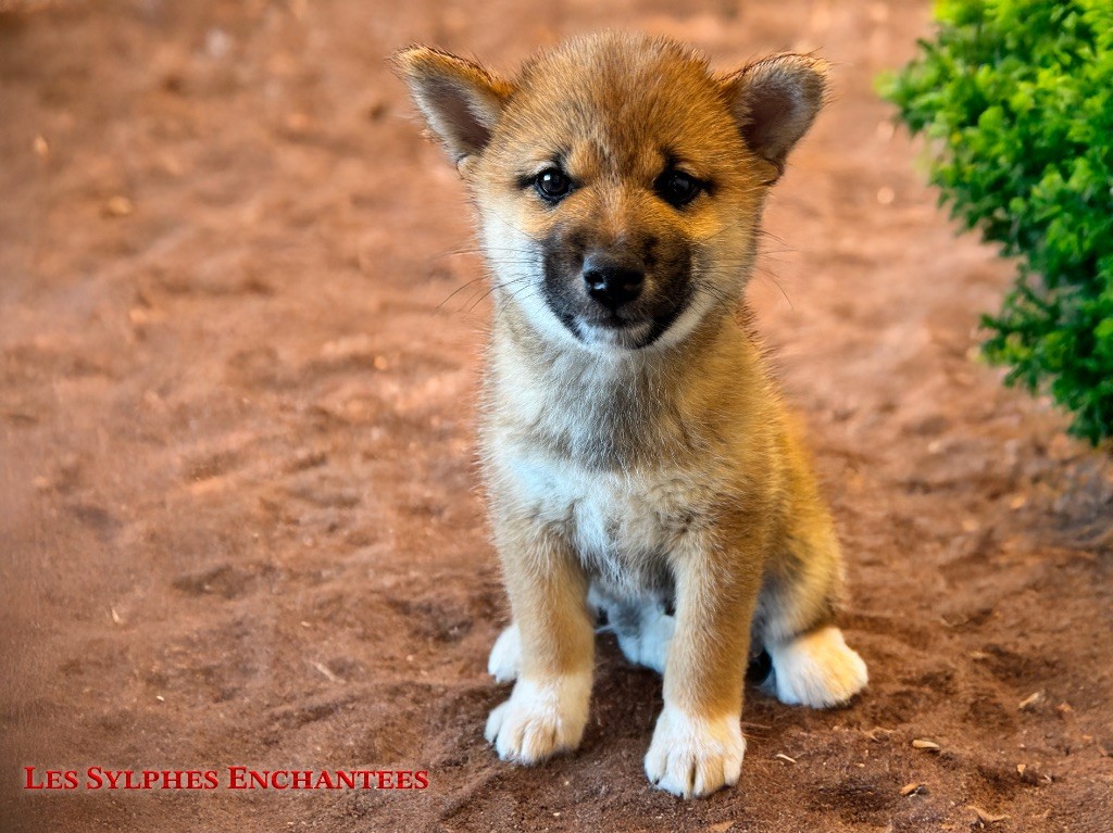 des sylphes enchantées - Chiots disponibles - Shiba