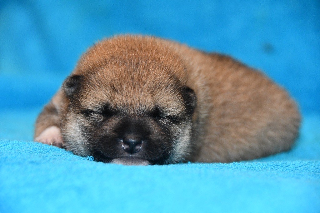 des sylphes enchantées - Chiots disponibles - Shiba