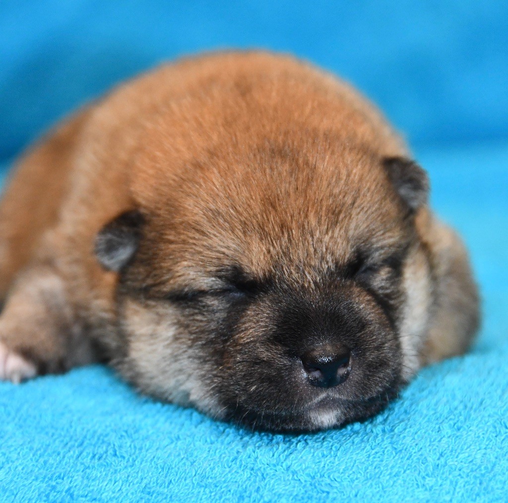 des sylphes enchantées - Chiots disponibles - Shiba