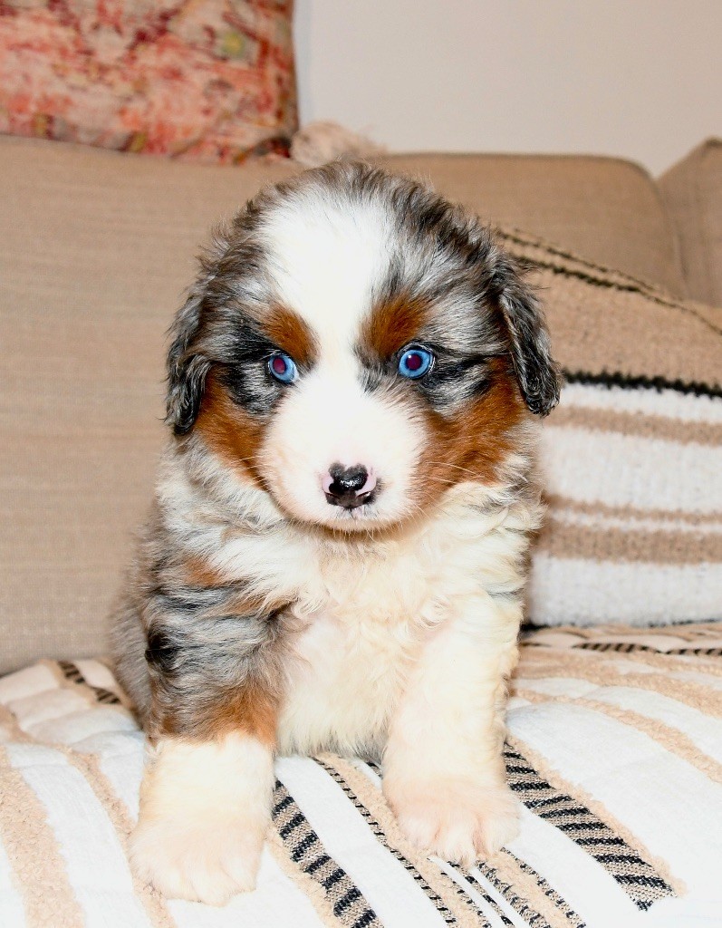 des sylphes enchantées - Chiots disponibles - Berger Américain Miniature 