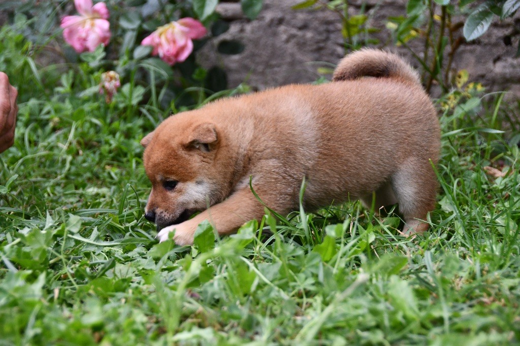 des sylphes enchantées - Chiots disponibles - Shiba