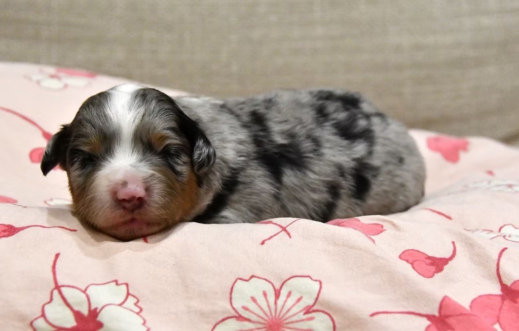 des sylphes enchantées - Chiots disponibles - Berger Américain Miniature 