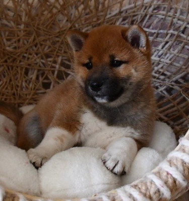 CHIOT 3