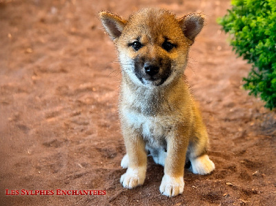 CHIOT 1