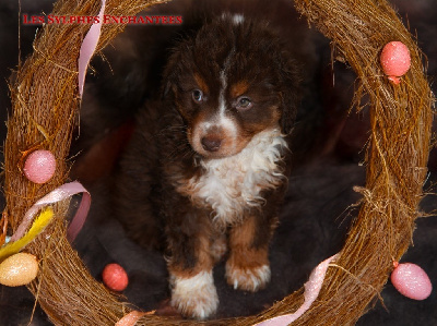 CHIOT 4