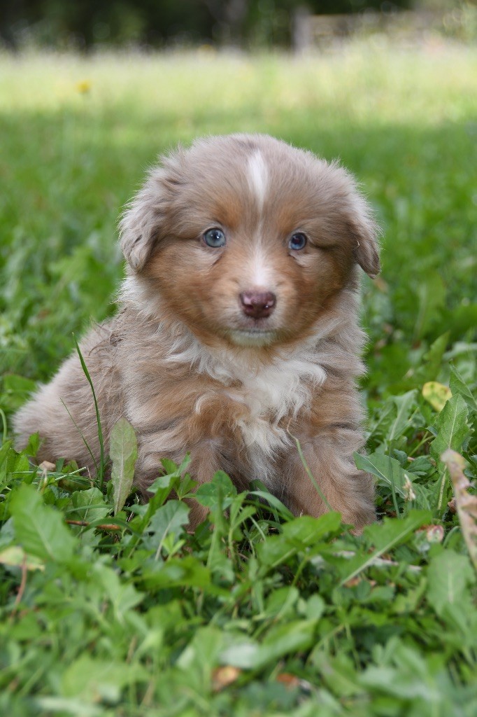des sylphes enchantées - Chiots disponibles - Berger Américain Miniature 