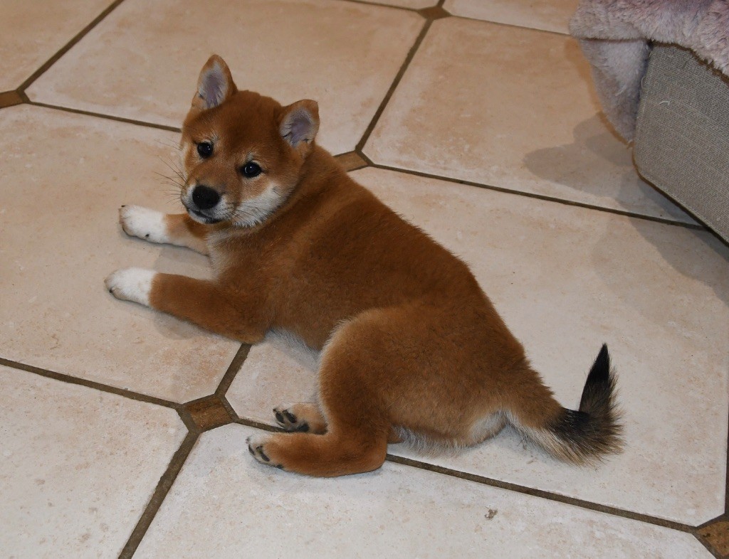 des sylphes enchantées - Chiots disponibles - Shiba