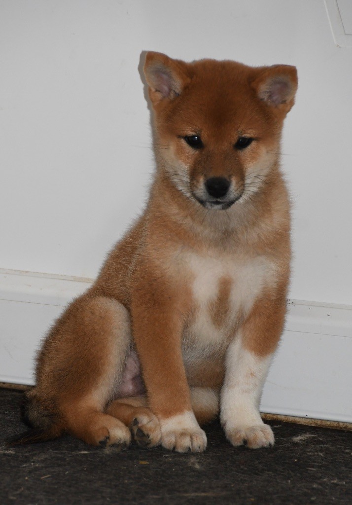 des sylphes enchantées - Chiots disponibles - Shiba