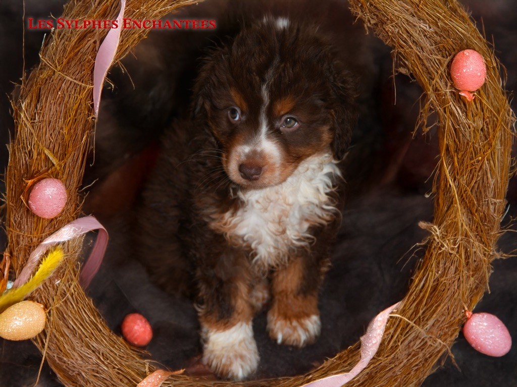 des sylphes enchantées - Chiots disponibles - Berger Américain Miniature 