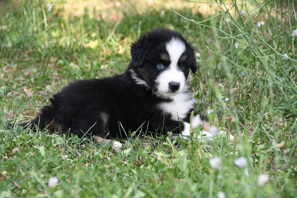 des sylphes enchantées - Chiots disponibles - Berger Américain Miniature 