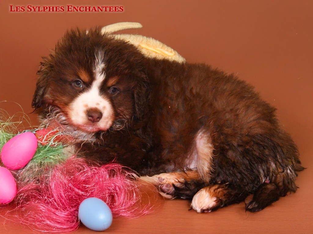 des sylphes enchantées - Chiots disponibles - Berger Américain Miniature 